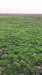 اكتست بالخضرة وإليك طريقها.. "روضة نورة".. مَشاهد جمالية تُوَثقها الكاميرا الطائرة