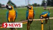 Join parrot owners' association and legalise ownership, urges Perak exco