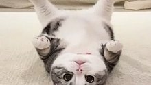 FUNNY CAT