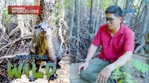 Ano-ano nga ba ang mga hayop na mikikita sa bakawan sa Puerto Princesa? | Born to be Wild