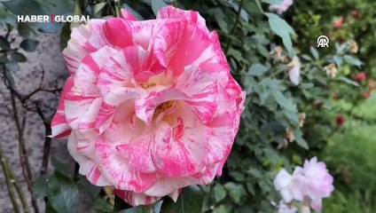 Çiçeklere olan sevgisini güllerle yaşatıyor: "Koklaması terapi gibi"