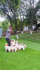 DANCING PUPPIES