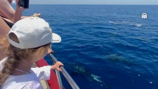 Alanya'da tur teknesine eşlik eden yunuslar görüntülendi