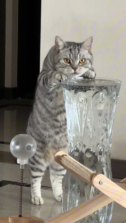 THIRSTY CAT