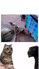 Animals funny video #virl@funnyvideo