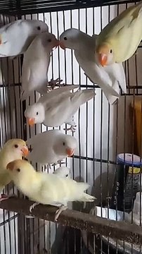 Lovebirds / lotion/ birds/albinoredeys