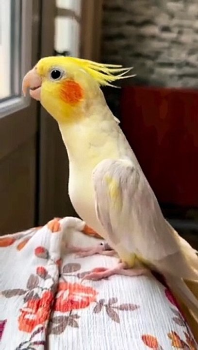 Parrot_Singing_Song_Soo_Sweet_Sound_✨_#shorts_#parrot_#short(360p)