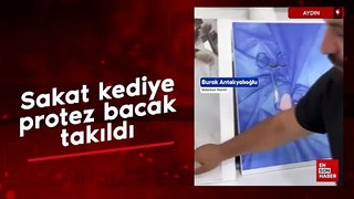 Köpek saldırısı sonucu sakatlanan kediye protez bacak takıldı