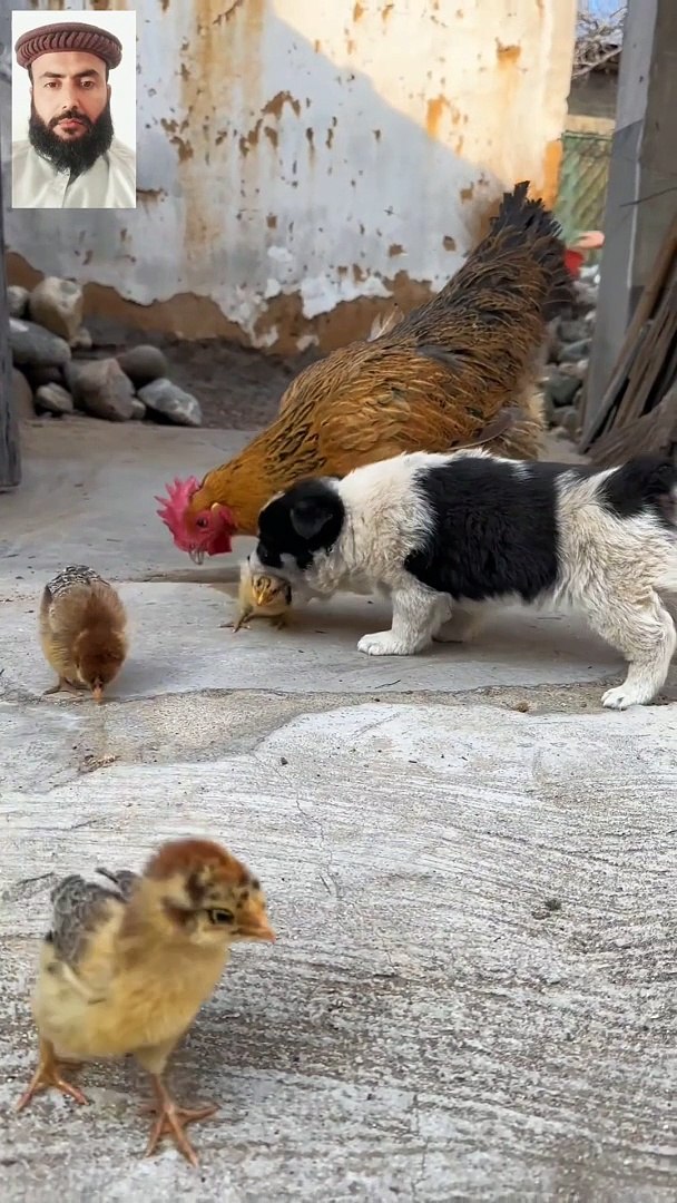 Funny pets  video