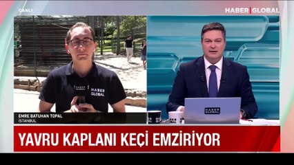 Download Video: Anne keçiden büyük fedakarlık: Terk edilen yavru kaplandan sütünü esirgemedi