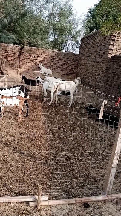 goat meeting time/bakrion ko cross karwany ka sahi waqt/puth ko cross karwany ki sahi age