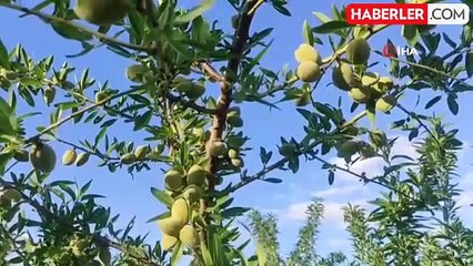 Hububat ekili kıraç arazisini badem bahçesine çevirdi, gelirini artırdı