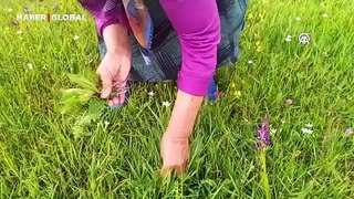 Kadınlar peynir ve kış yemekleri için dağlarda bitki topluyor