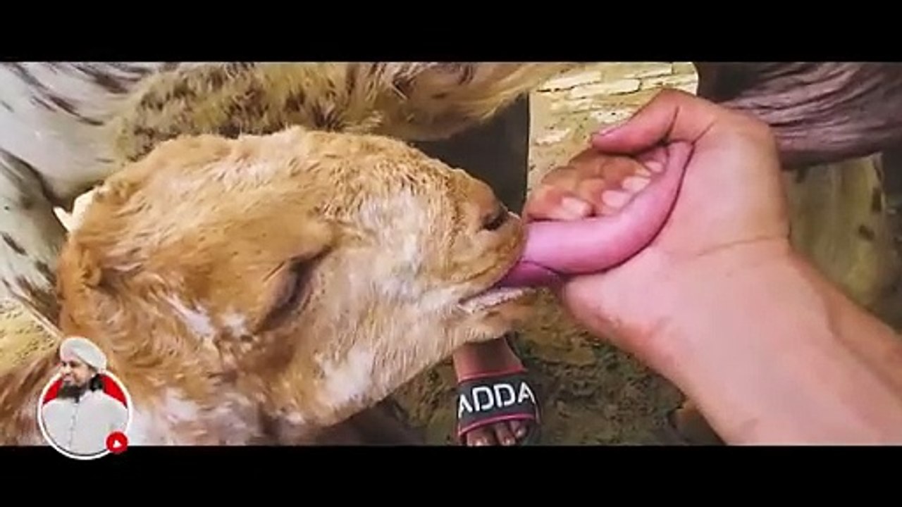 Kids and Animals 2024 Vlog - Mufti Tariq Masood
