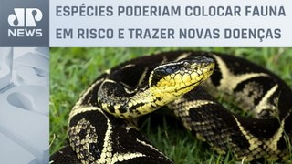 PF investiga grupo que usava Correios para tráfico ilegal de animais