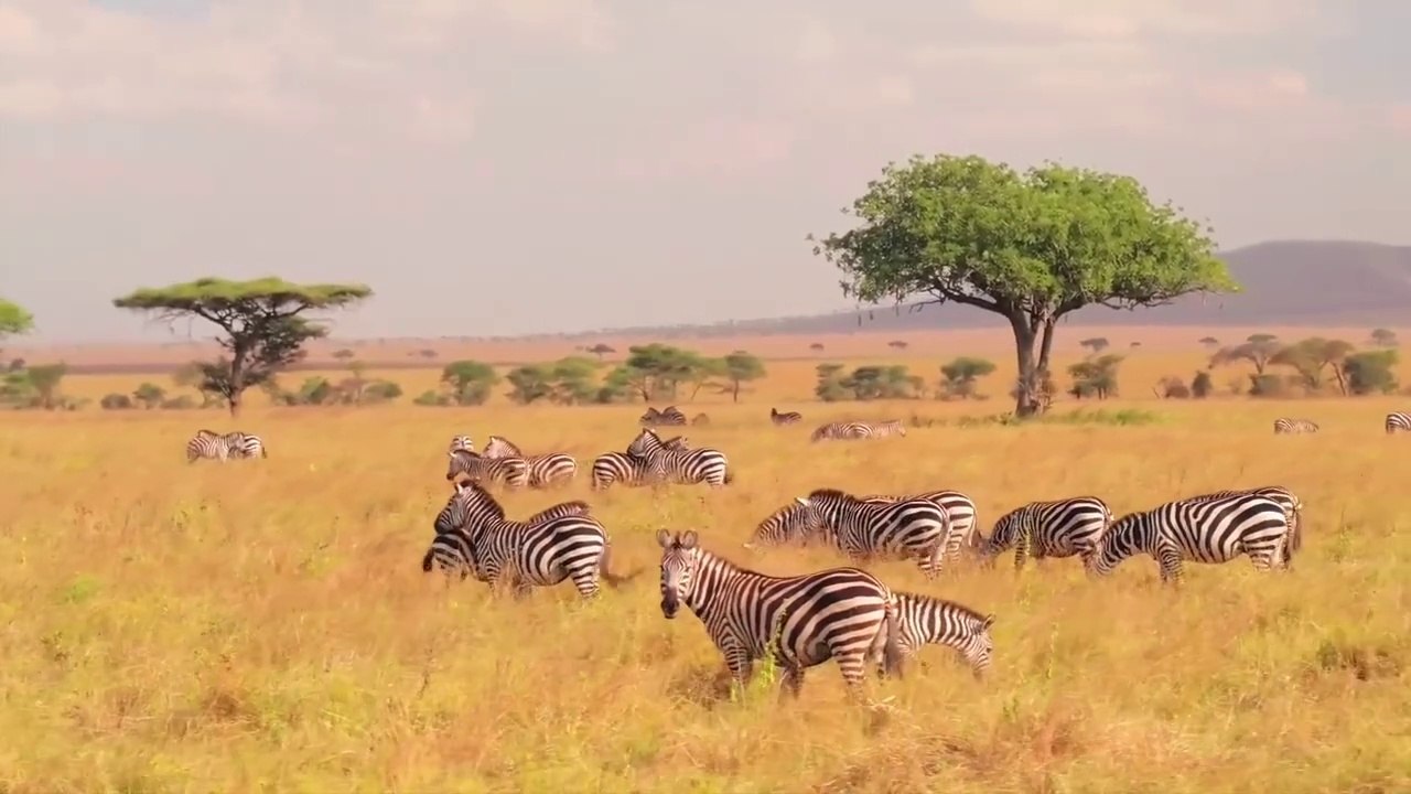 Wildlife Animals ｜ Safari Moments ｜ Forest ｜ Free HD Videos - no copyright footages