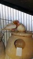 Isabell Orange Mutations Finches