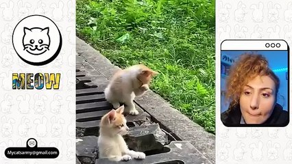 FUNNY CATS and DOGS  CRAZY,AMAZING, SMART ANIMALS  New Funniest