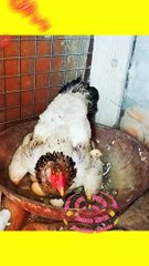 Hen lay eggs 