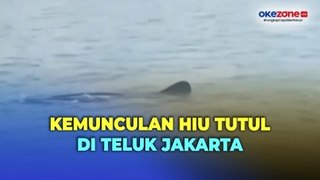 Viral Kemunculan Hiu Tutul di Teluk Jakarta