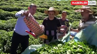 CHP Genel Başkanı Özgür Özel Rize'de çay hasadı yaptı