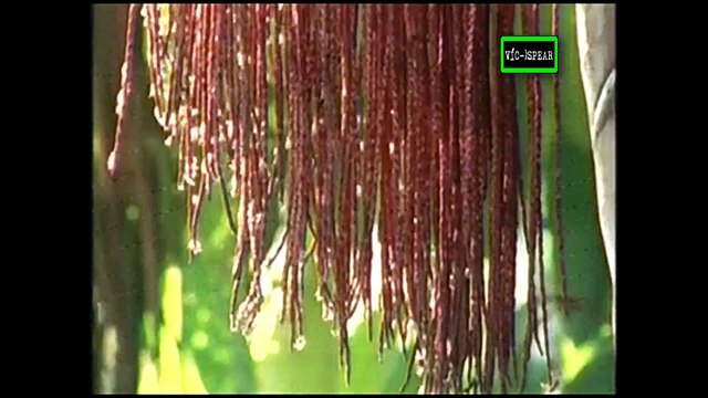Sobrevivientes: Jaguar devorador de almas- Documental (2001) - Español Latino