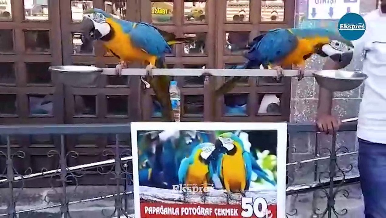Brezilya’dan Diyarbakır’a getirildiler ilgi odağı oldular