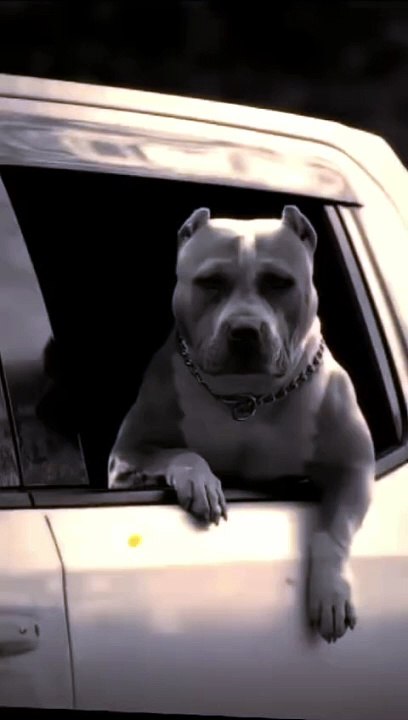Two Brothers Pitbull Attitude  #pitbulllovers