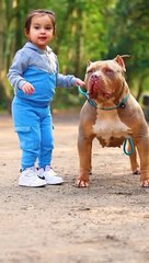 Cute Pitbull with Cute Baby  #shorts #pitbull #dailymotion