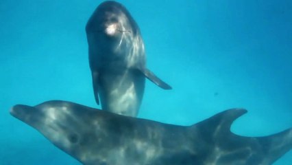 How To Draw A Dolphin fish Step By Step  Dolphin Drawing Easy