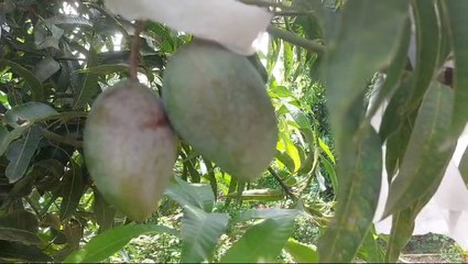 আড়াই লাখ টাকার মিয়াজাকি! এবার বাংলার এই অঞ্চলে গেলেই খেতে পাবেন দুর্মূল্য আম