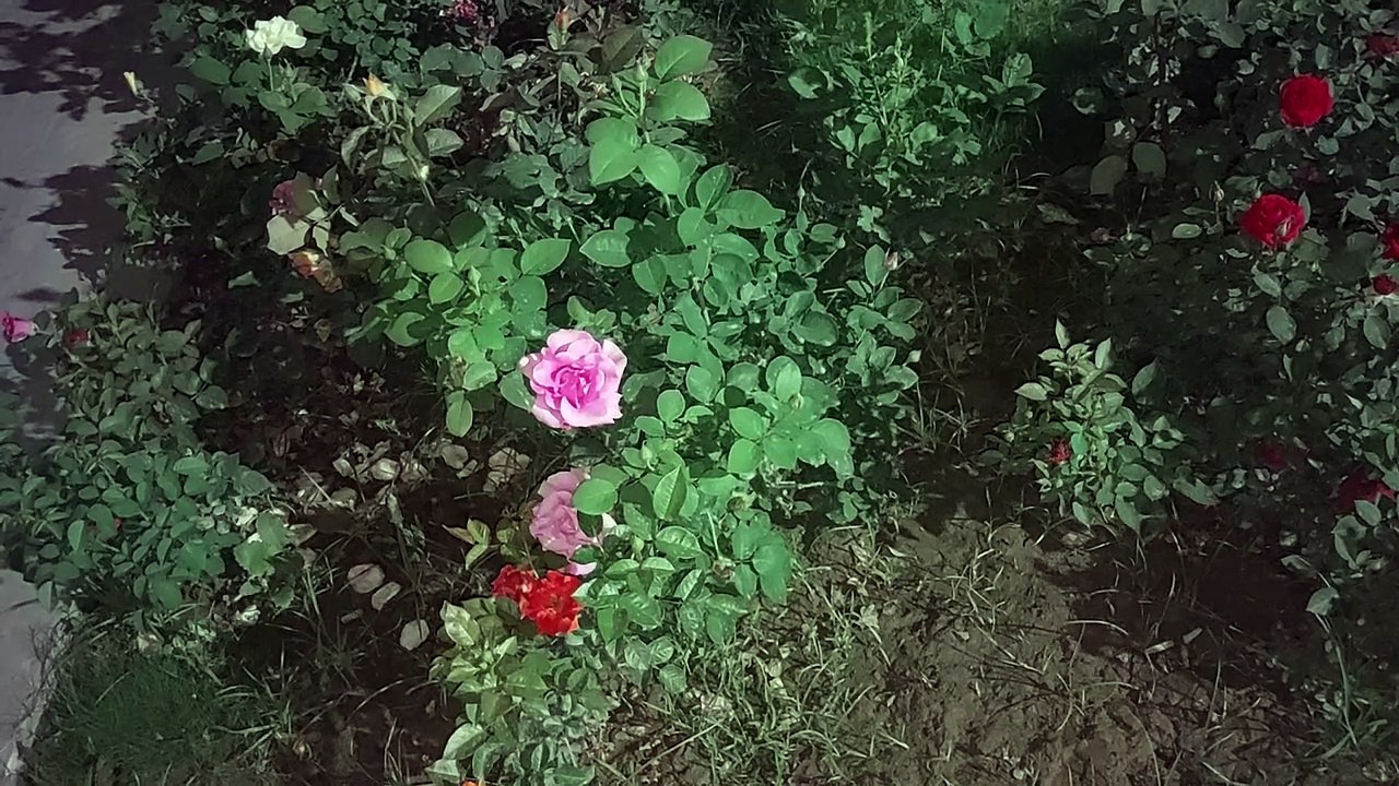 FLOWERS