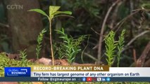 Record-breaking fern has largest genome of any organism on Earth