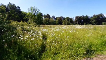 Moseley Old Hall appeal for funding.