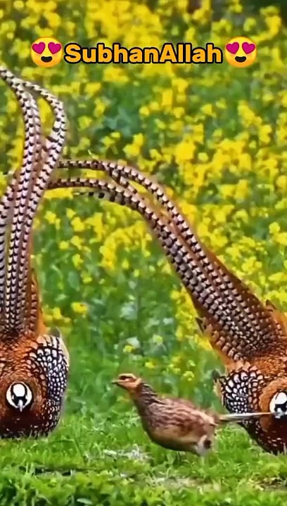 Beautiful Voice Of Holy Quran | Beautiful birds | Knowledge Voice#shortviral #Al Quran# Islamic qouts #Aqwal e dream #Aqwal e Adab