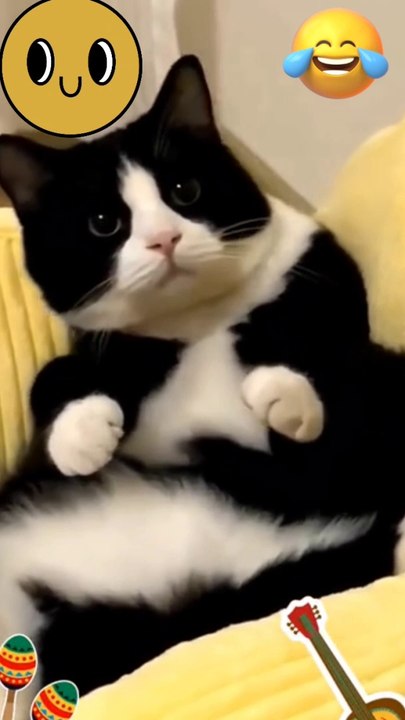 Cat Vs dog funny video