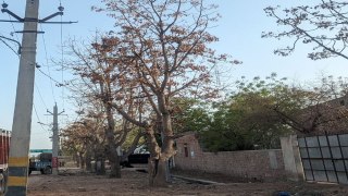 राजस्थान इस शहर से  गायब हुए पेड़ों को ढूंढ रहा शहर ......