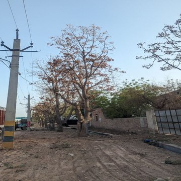 राजस्थान इस शहर से गायब हुए पेड़ों को ढूंढ रहा शहर ......