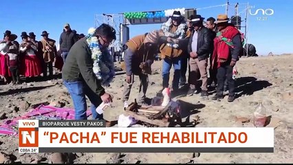 LIBERARON A CONDOR ANDINO