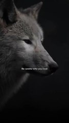 Be Careful Who you trust