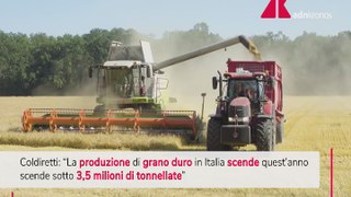 Grano, calo della produzione in Italia