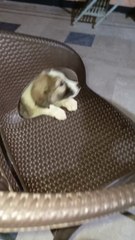 Family dog vilog