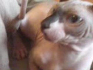 chatons sphynx 2007
