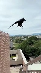 Ce corbeau fait du sur place en mode Wind Surfing