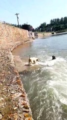 Assist Animals and Dogs 🐶