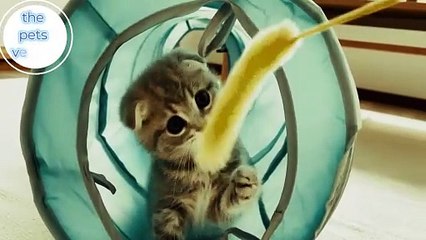 plays with toys as soon as she comes home (2)