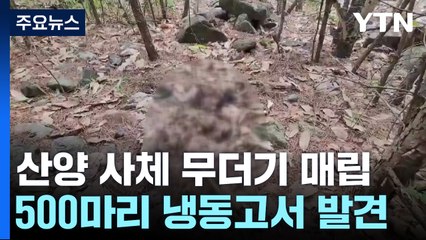 [제보는Y] 산양 사체 500마리 냉동고에...매립·소각 처리 논란 / YTN