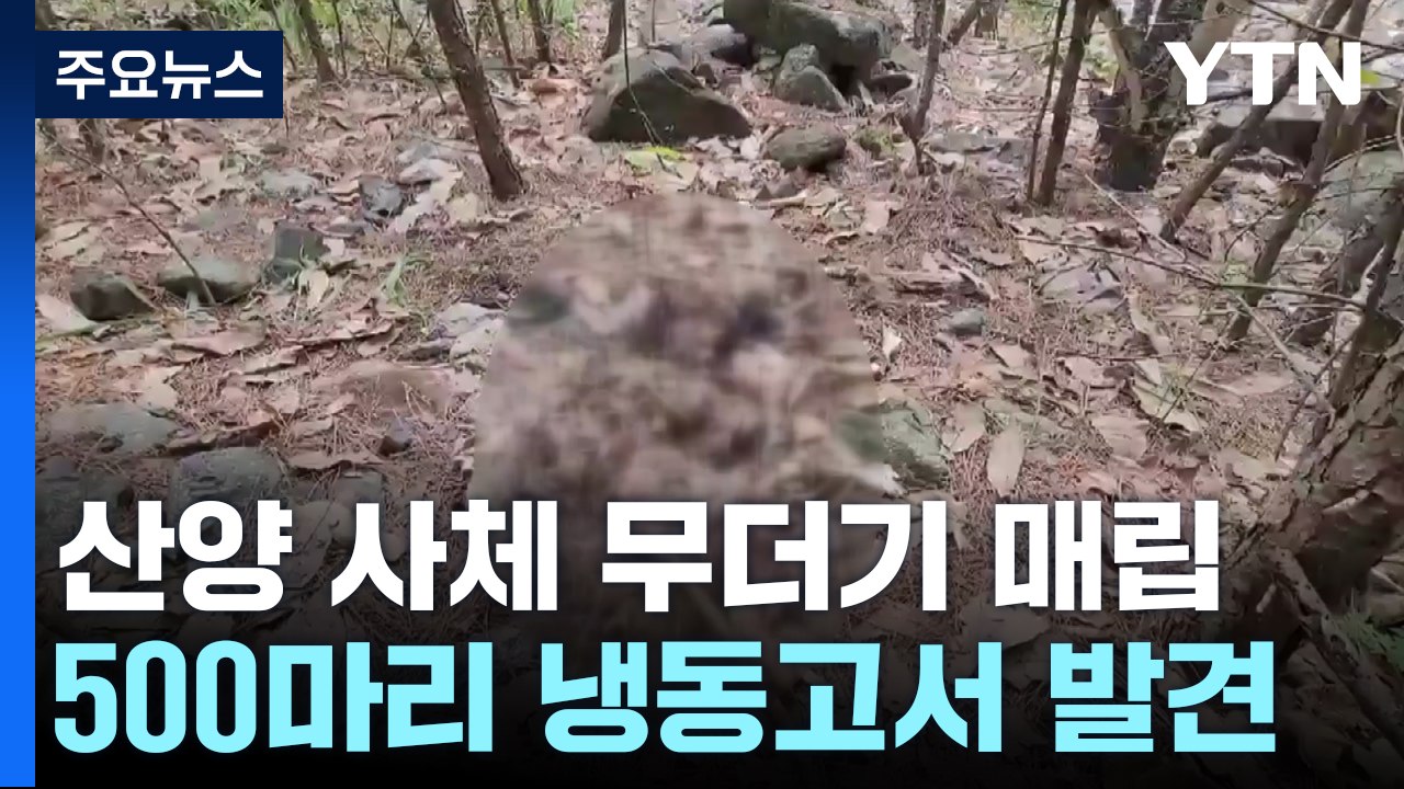 [제보는Y] 산양 사체 500마리 냉동고에...매립·소각 처리 논란 / YTN
