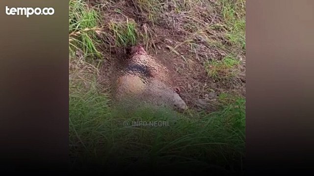 Jenazah Turis asal Swiss yang Jatuh di Bukit Anak Dara Gunung Rinjani Dievakuasi