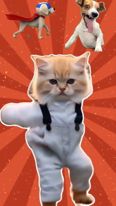 funny cats
